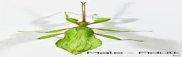 Stick Insects invertebrates for sale: Two mixed colour nymphs Leaf Stick insects - Advert 6