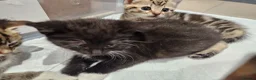 Mixed Breed cats for sale: Baby cats - Advert 3