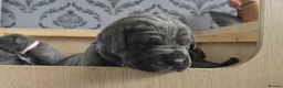 Cane Corso dogs for sale: S🐾❤️ STUNNING CANE CORSO PUPPIES–2BOYS & 2GIRLS  in Cwmbran - Advert 33