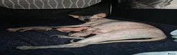 Sphynx cats for sale: ✨ Exceptional Sphynx Kittens Available ✨ - Advert 17