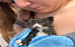 Mixed Breed cats for sale: For sale - Image 7