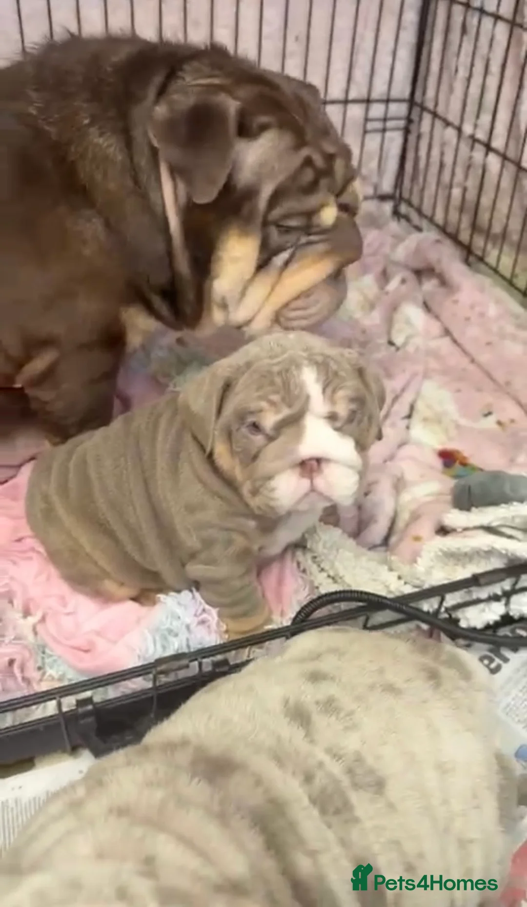 English Bulldog dogs for sale: Two Tru colour English bulldogs - Advert 2