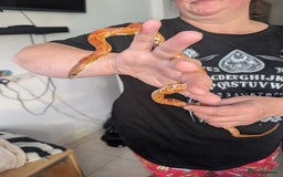 Corn Snake reptiles for sale: Cornsnake  with vivarium - Image 2