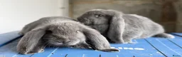French Lop rabbits for sale: Stunning French lop babies  - Advert 12
