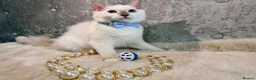 Ragdoll cats for sale: 🌟Stunning HCM PKD Clear ✅ 💕 Ragdoll Kittens 🌟 - Advert 8