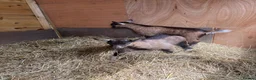 Goats livestock for sale: Purebred Pygmy goat kids  - Advert 5