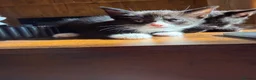 Mixed Breed cats for sale: Beautiful kittens  in Manchester - Advert 10