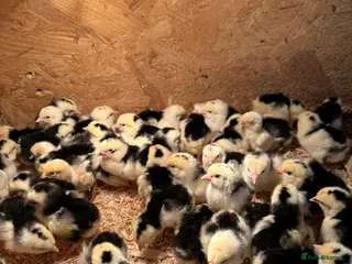 Chickens poultry Exchequer Leghorn Chicks and Eggs - Advert 5