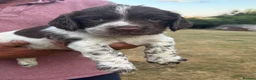 English Springer Spaniel dogs for sale: English springer spaniel puppies for sale  in Abergele - Advert 16