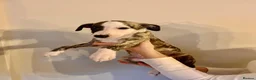 Whippet dogs for sale: KC registered brindle Whippets  - Advert 5