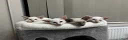 Siamese cats for sale: GCCF registered Siamese kittens - Advert 7
