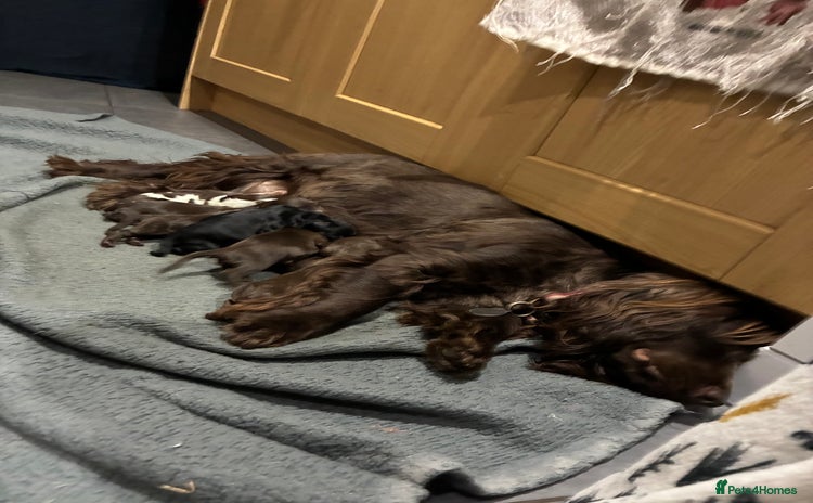 Cocker Spaniel dogs - Advert 1