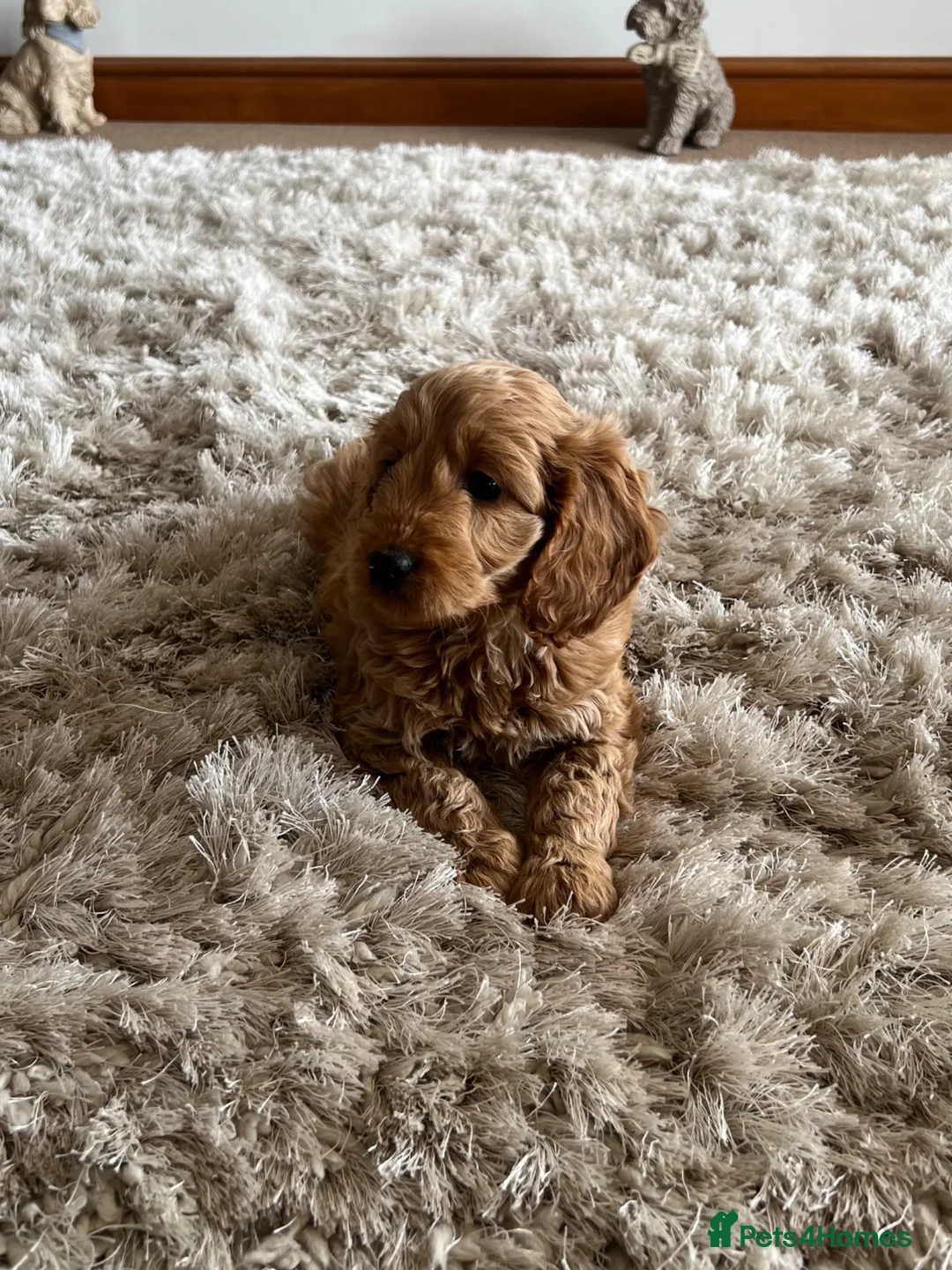 Cockapoo dogs for sale: Beautiful F1 Cockapoo girls - Advert 1