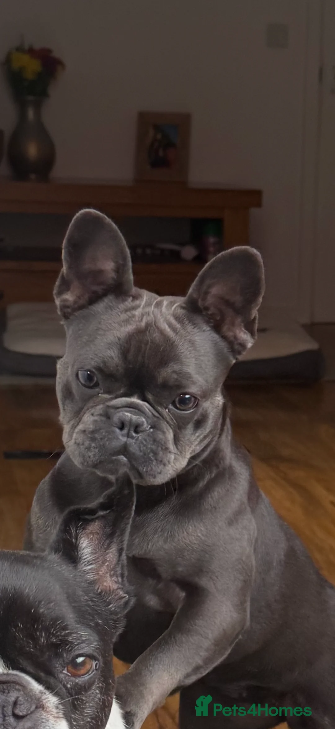French Bulldog dogs for sale: French Bulldog  in Abingdon - Advert 1