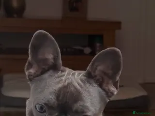 French Bulldog dogs French Bulldog - Advert 1