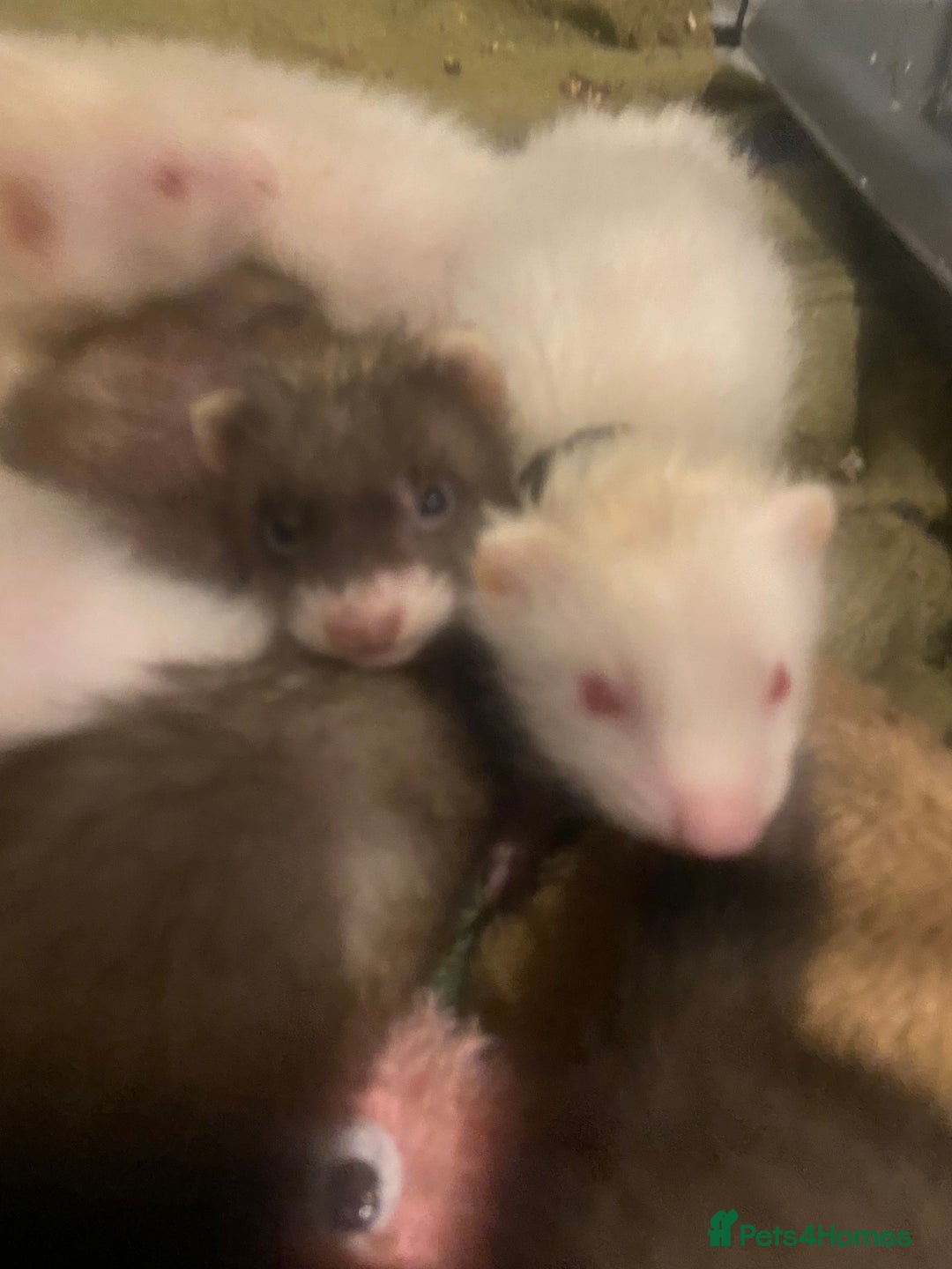 Ferret rodents for sale: Ferrets - Image 2