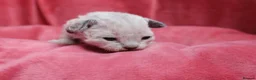 Devon Rex cats for sale: Pedigree Devon Rex Kittens - Advert 25