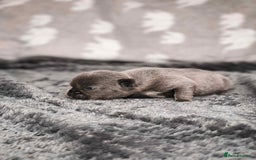 French Bulldog dogs for sale: French Bulldogs - Image 16