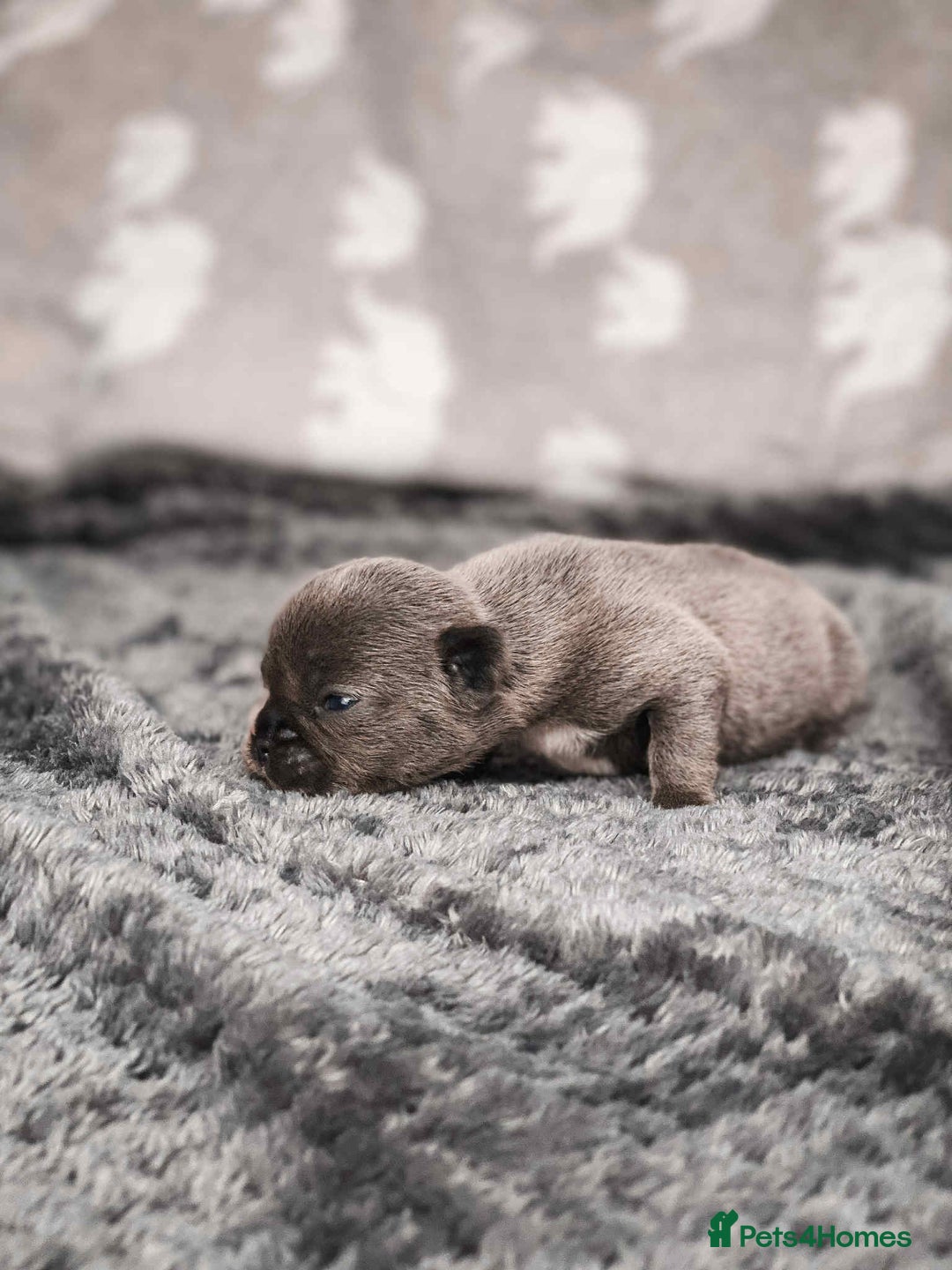 French Bulldog dogs for sale: French Bulldogs - Image 16