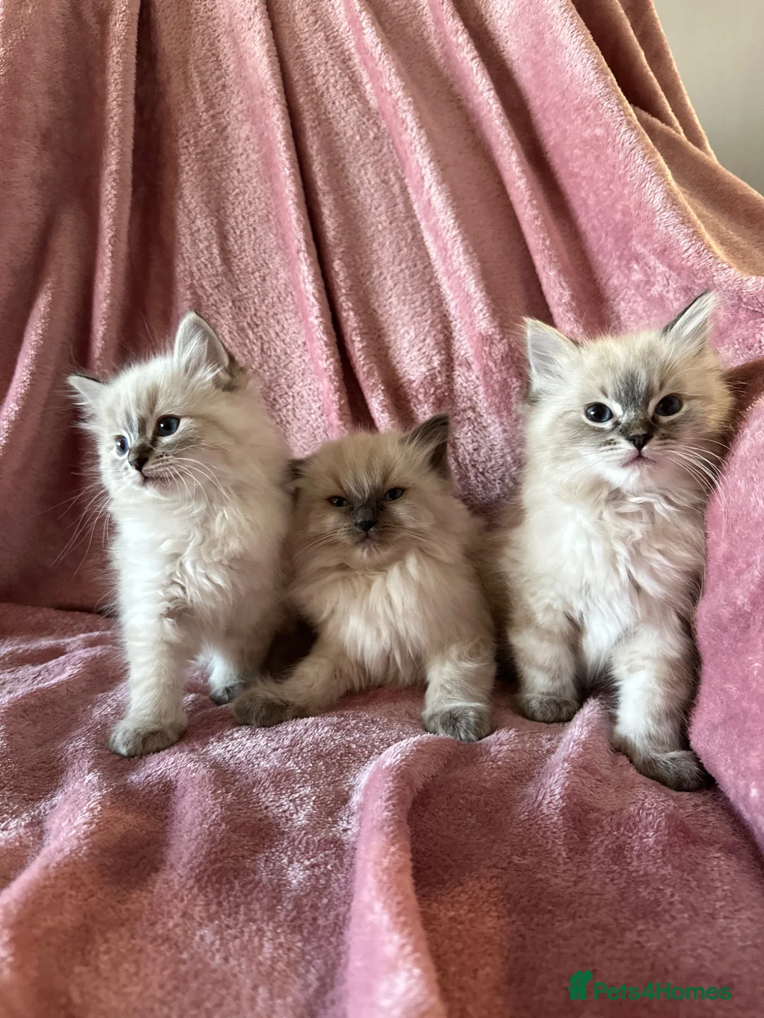 Ragdoll cats for sale: Ragdoll X Lynx kitten in Hamilton - Advert 2