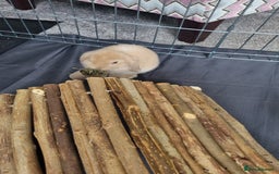 Mini Lop rabbits for sale: Two female mini lops for sale - Image 9