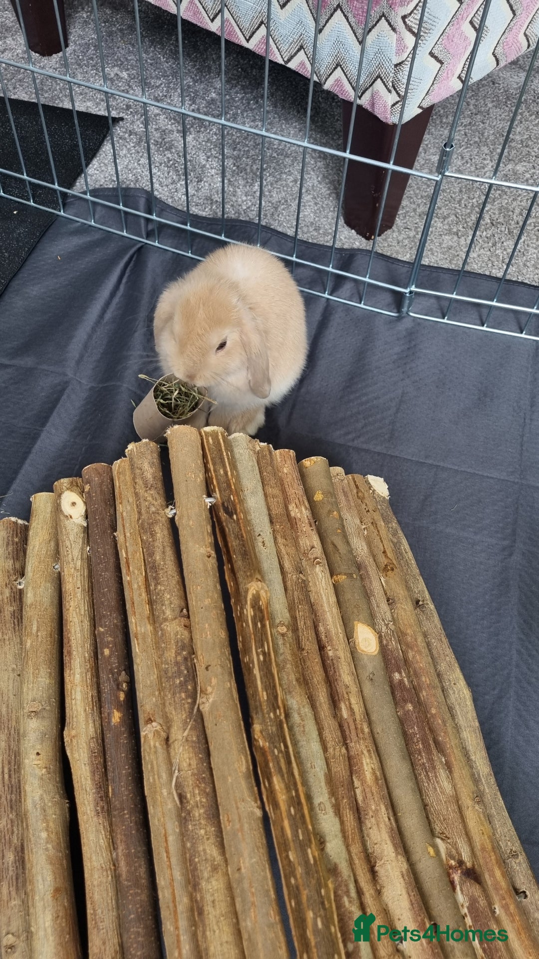 Mini Lop rabbits for sale: Two female mini lops for sale - Image 9