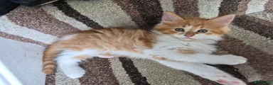 Kitten 2