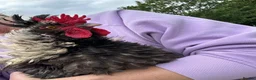 Chickens poultry for sale: Beautiful Polish Frizzle Cockerel 🐓 in Ashbourne - Advert 6