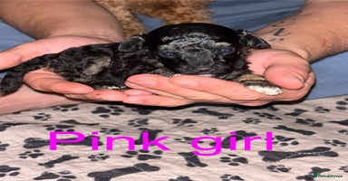 Toy Poodle dogs - Advert 8