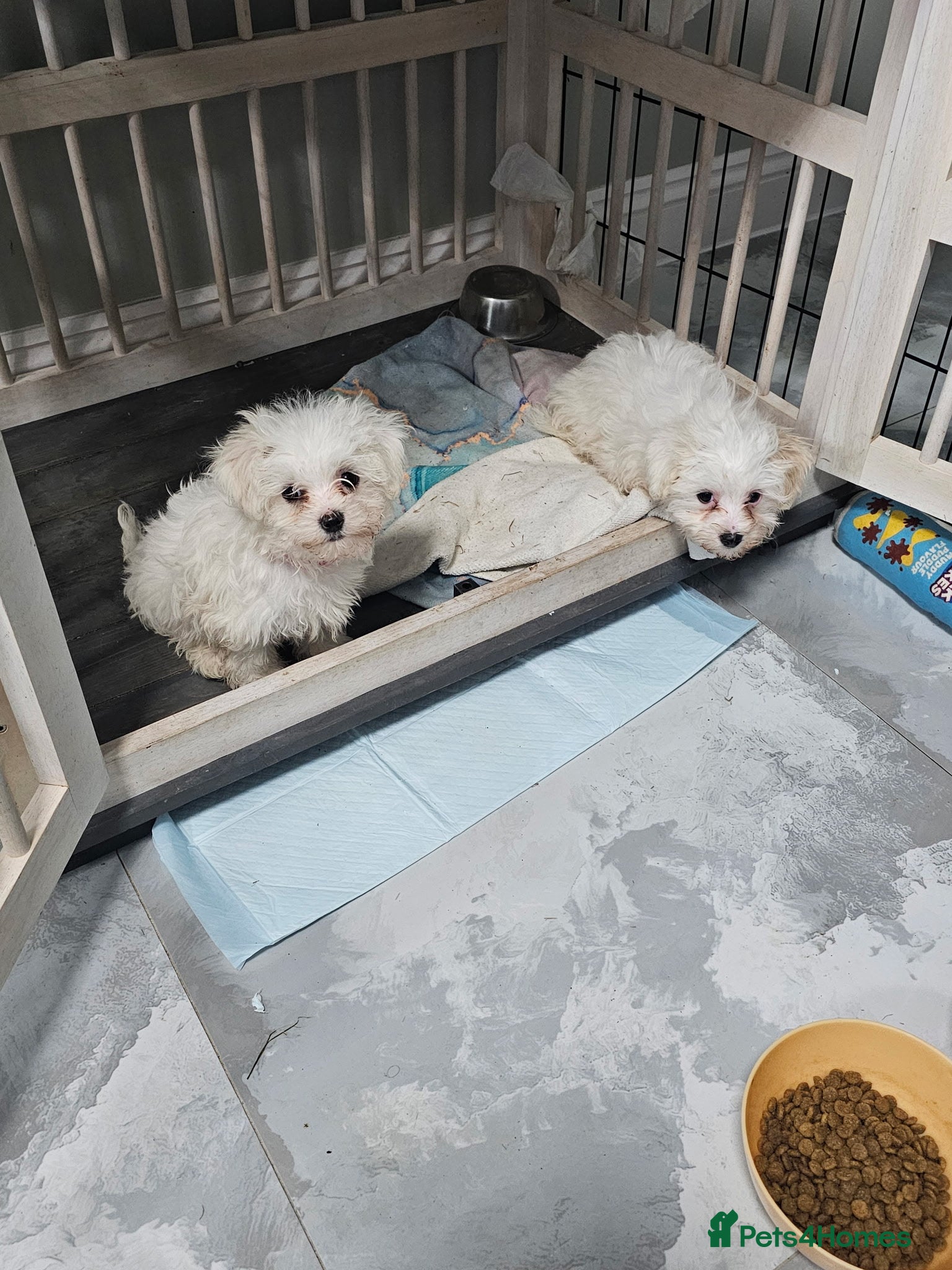 Maltese dogs 🐶 Adorable Maltese Puppies for Sale 🐶 - Advert 2
