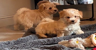 Poochon dogs - Advert 16