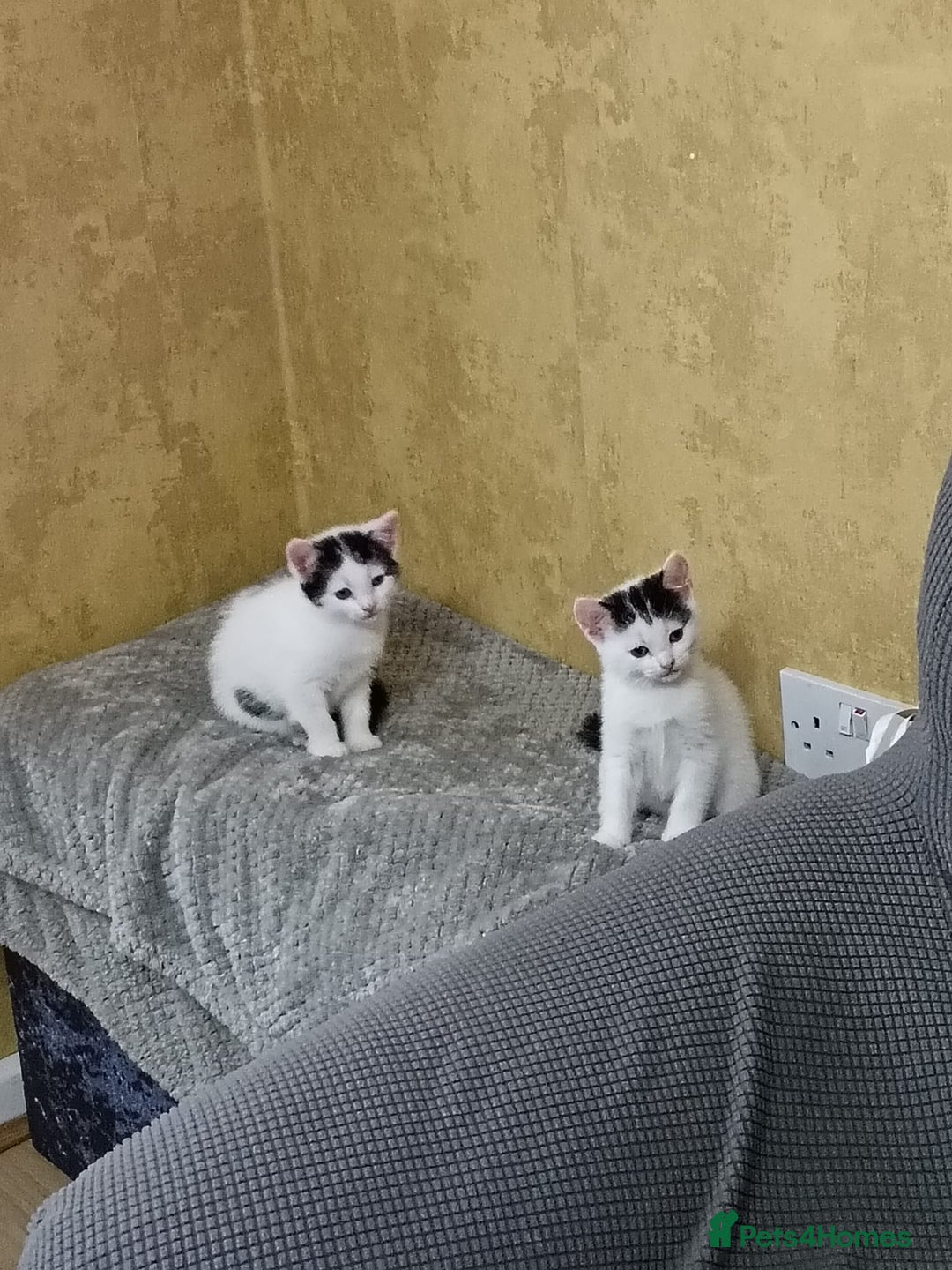 Mixed Breed cats for sale: Gorgeous fluffy sisters in Peterborough - Image 5