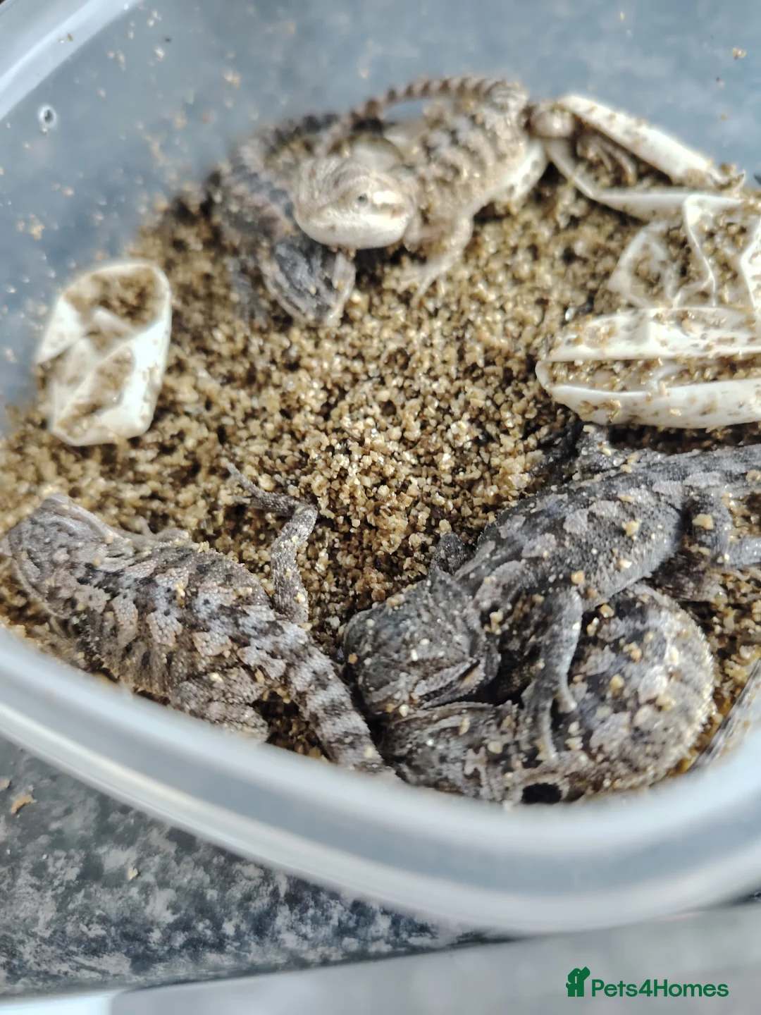 Bearded Dragon reptiles for sale: Baby Bearded Dragons - Advert 4