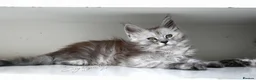 Maine Coon cats for sale: Beautiful Maine Coon kittens ( polydactyl)  - Advert 16