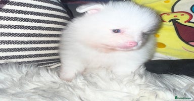 Pomeranian dogs - Advert 3