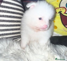 Pomeranian dogs - Advert 3