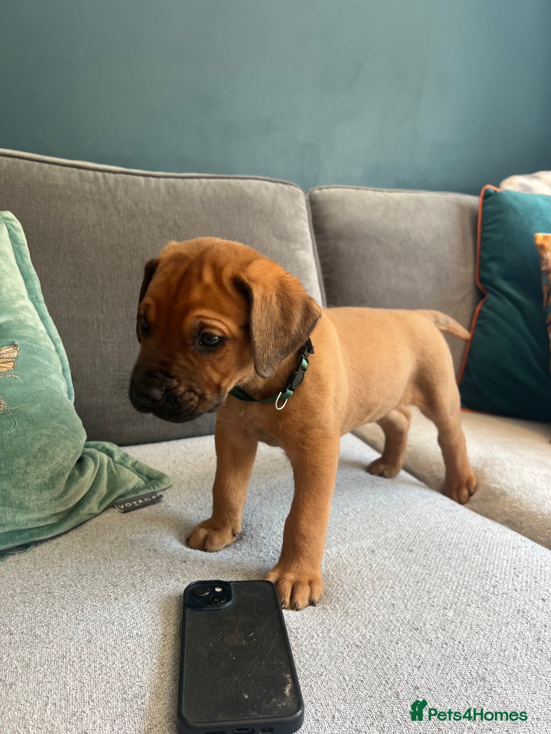 Mixed Breed dogs for sale: Puppies looking for forever homes 🏡 - Image 15