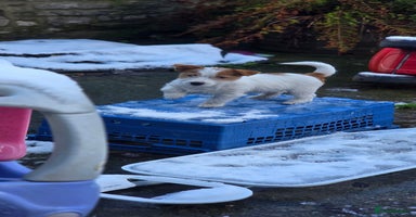 Jack Russell dogs KC registered bitch puppy  - Advert 12