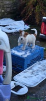 Jack Russell dogs KC registered bitch puppy - Advert 7