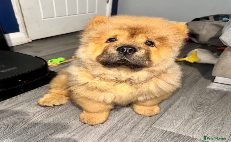 Chow Chow dogs - Advert 2