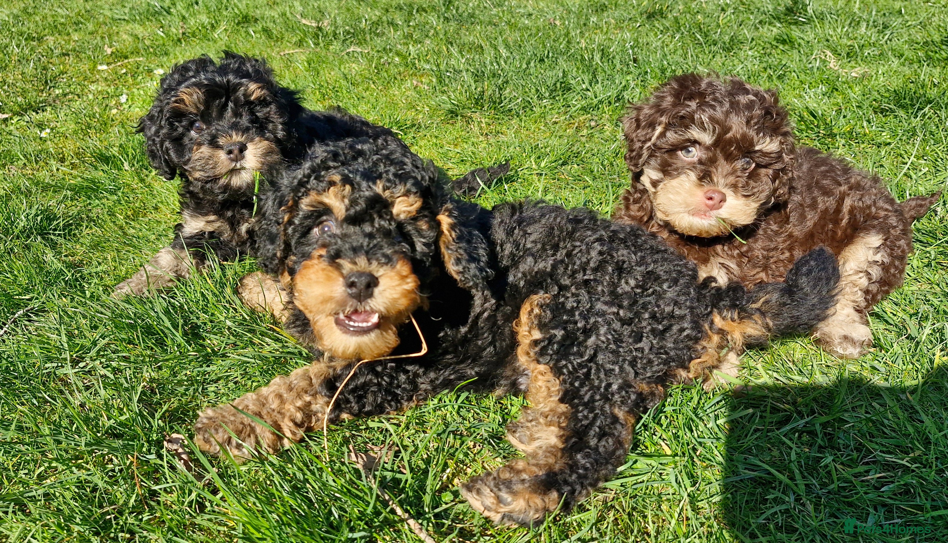 Cavapoo dogs Gorgeous f1bb Cavapoo pups. Health tested parents  - Advert 11