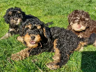 Cavapoo dogs Gorgeous f1bb Cavapoo pups. Health tested parents - Advert 11