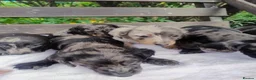 Dachshund dogs for sale: Pure joy looking for new homes  in Benfleet - Advert 13