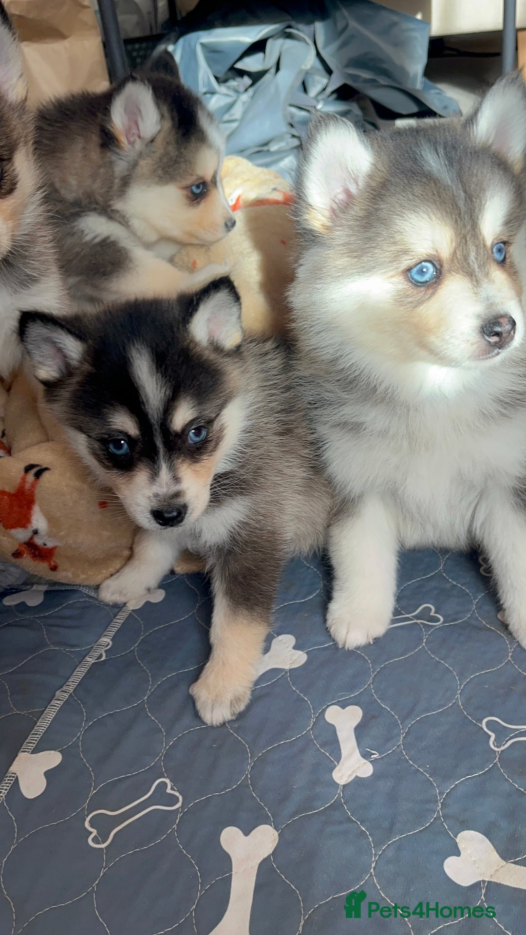 Pomsky dogs for sale: 3 Boys leftStunning Blue eyed F4 Pomsky pups - Advert 6