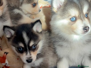 Pomsky dogs - Advert 3