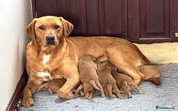 Labrador Retriever dogs for sale: STUNNING LITTER OF DARK FOX RED LABRADOR PUPPIES - Image 15