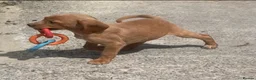 Cockerdor dogs for sale: Fox red Cockerdor pups 🐶 - Advert 7