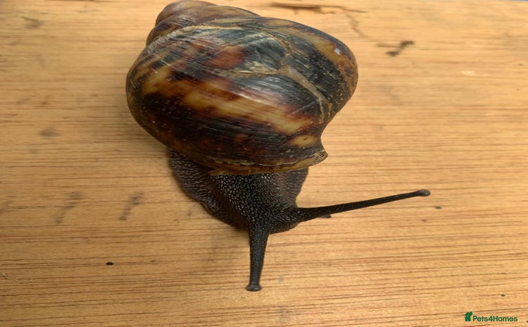 Snails invertebrates - Advert 3