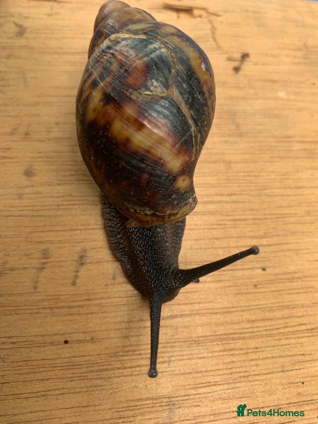 Snails invertebrates for sale: African Giants Land Snails  - Image 1