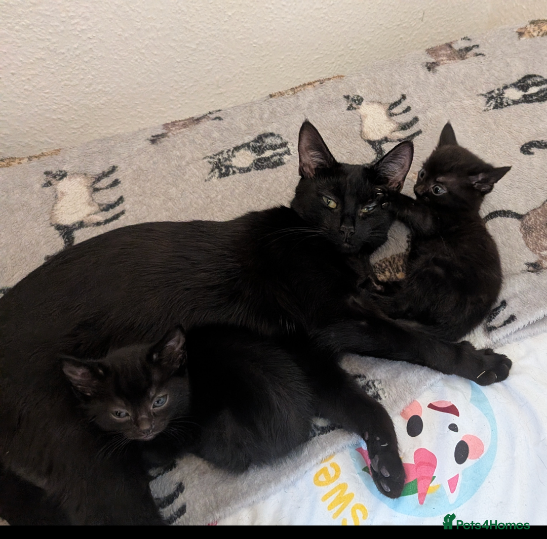 Domestic Shorthair cats for sale: Two black female kittens ready to leave - Image 2